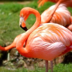 ZOO - Flaming