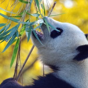 ZOO