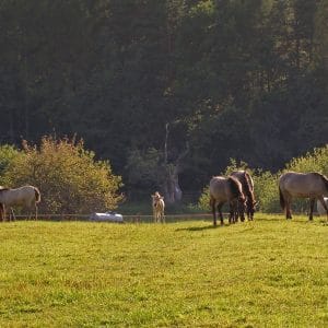 Polska - Roztocze
