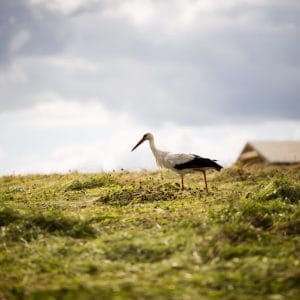 Polska - Mazury