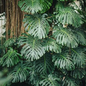 Palmiarnia