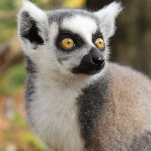 ZOO