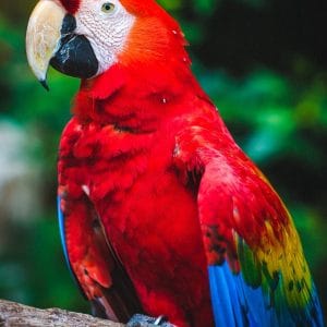 ZOO - Papuga