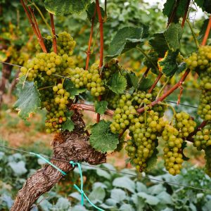 Serbia - Wino